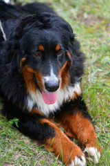 Bernese mountain dog or Bernese Shepherd on a walk