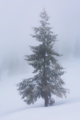 Lone Pine tree in the Snow in heavy fog