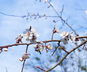 
spring flowering apricot