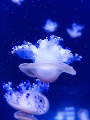 Obraz na płótnie Canvas Fried Egg Jellyfish (in german Spiegeleiqualle) Cotylorhiza tuberculata