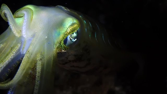 Bigfin reef squid (Sepioteuthis lessoniana) reflecting light through its transparent body during a night dive