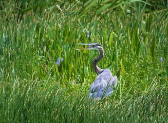 Great Blue Heron fishing along shore in tall grass on lake in Gainesville wetlands in Florida.