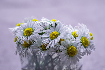 bukiet drobnych stokrotek na rozmytym tle © Henryk Niestrój