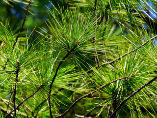 bright green pine twigs with long green needles. blue sky background, beauty in nature. outdoors and fresh air concept. Pinus sylvestris in Latin. The Spruce. selective focus. tree branch close-up.