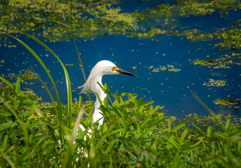 Snowy Egret hunting at waters edge at wetlands in Gainesville Florida.