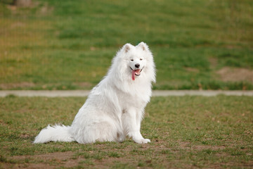 Beautiful samoyed dog outdoor. White dog.