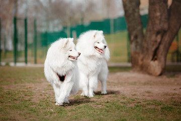 Fototapeta premium Beautiful samoyed dog running outdoor. White dog. Dog playing