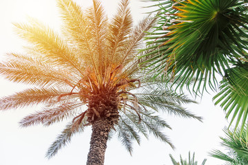 Tropical palm tree with sun light.Summer beach background