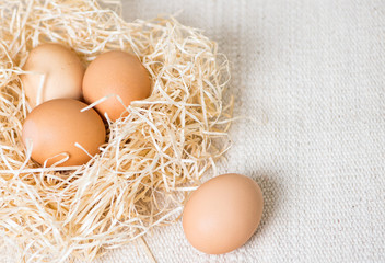 nest with chicken eggs on textured fabric