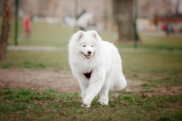 Beautiful samoyed dog running outdoor. White dog. Dog playing