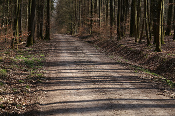 Shadows from trees in the morning forest