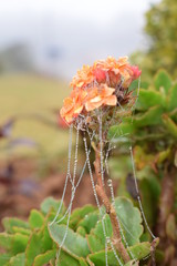 Flower and water
