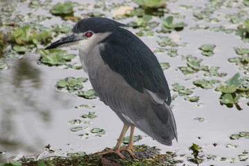 Black-crowned Night Heron