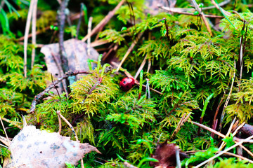 Red beautiful ladybird in the forest is hidden under needles and leaves