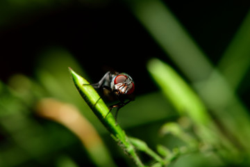 The Fly