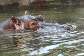 Hippopotamus