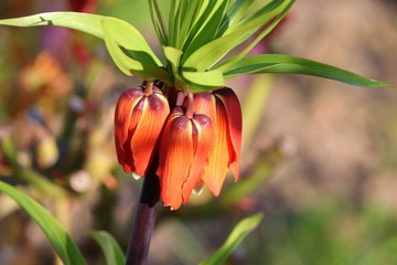 rote Blüte der Kaiserkrone