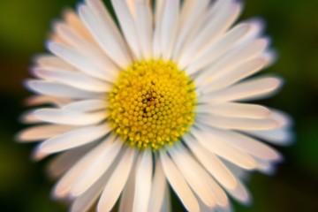 Fototapeta premium Camomile daisy flowers in the grass, white and yellow. Slovakia