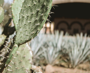 close up of cactus