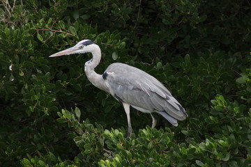 Gray Heron