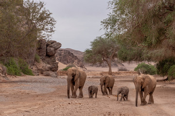 Desert-adapted Elefants Hoanib River Namibia