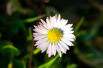 Obraz premium Camomile daisy flowers in the grass, white and yellow. Slovakia