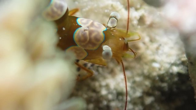 Squat anemone shrimp's (Thor amboinensis) antennule in action, slow motion. Moalboal, Cebu, Philippines.