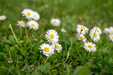 Obraz premium Camomile daisy flowers in the grass, white and yellow. Slovakia