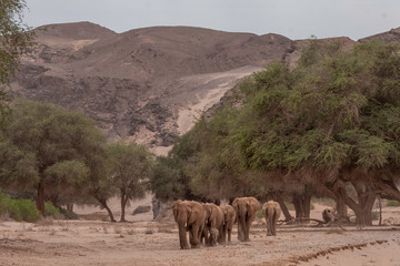 Desert-adapted Elefants Hoanib River Namibia