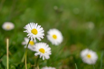 Camomile daisy flowers in the grass, white and yellow. Slovakia