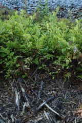 Plants on a railway embankment