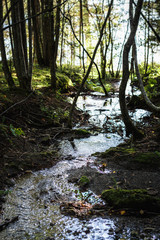A forest stream near the lake - 334560395