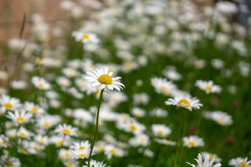Camomile daisy flowers in the grass, white and yellow. Slovakia