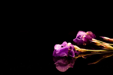 Reflets de fleurs et tiges d'iris violet et mauve sur fond noir. © ODIN Daniel