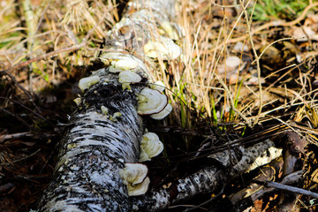 Felled pine covered in the woods with beautiful blond puckers 