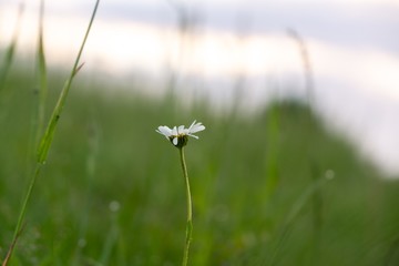 Camomile daisy flowers in the grass, white and yellow. Slovakia