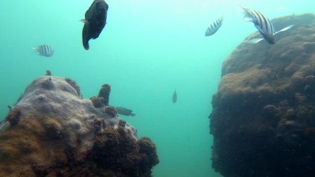 Recife fish recorded in diving in Tres Ilhas, Guarapari. Video recorded in 2020.