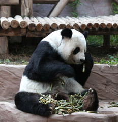 Obraz premium Chinese tourist symbol and attraction - Giant panda bear eating bamboo