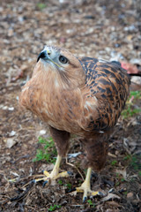 Buzzard buteo close up portrait raptor bird