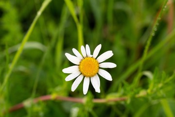 Camomile daisy flowers in the grass, white and yellow. Slovakia