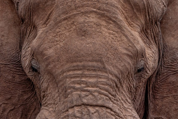 Desert-adapted Elefant Hoanib River Namibia