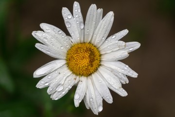 Fototapeta premium Camomile daisy flowers in the grass covered by rain or morning dew. Slovakia 