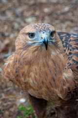 Buzzard buteo close up portrait raptor bird