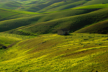 Rolling Hills Covered With Green Wheat Fields At Evening In Sicily