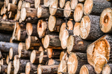 Forest pine and spruce trees. Log trunks pile,  the logging timber wood industry.