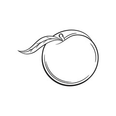 Peach sketch. Hand drawn fruit illustration.