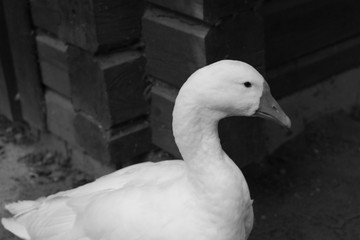 A beautiful white domestic goose is standing and looking attentively. Poultry.