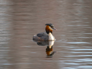 Male Great crested grebe in a pond at the district Bromma in Sweden a sunny spring morning