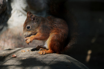 Funny red squirrel sitting on grey stone with nuts.