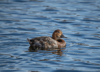 Female Common Pochard in a pond at the district Bromma in Sweden a sunny spring morning